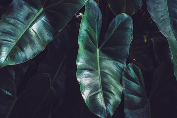 Close-up Syngonium podophyllum leaf, tropical green foliage. Beautiful dark tone nature background.