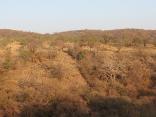 Wall Mural - Ranthambore