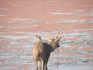 Wall Mural - Ranthambore