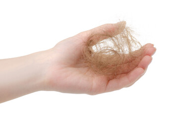 Clump of female hair in hand on white background isolation