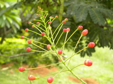 Pink Color Flower Buds Of Royal Poinciana Plant