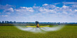 Yellow Crop Duster Airplane Aerially Applies Pesticide to Cotton Fields in Texas