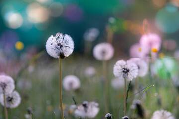Wall Mural - abstract floral background, meadow in the early morning with beautiful fantastic bokeh