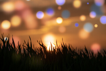 Wall Mural - abstract floral blurred background. plants at sunset on bokeh background