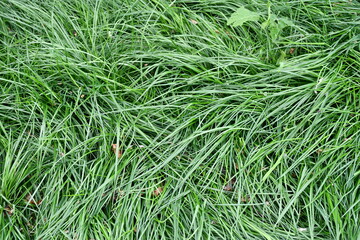 Wall Mural - Closeup of Grass