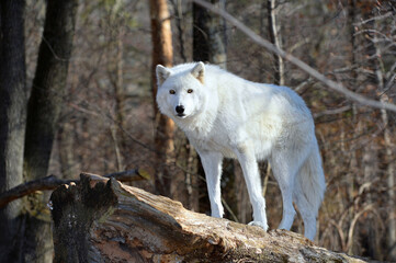  Tundra Wolf in the wild - Canis lupus tundrarum