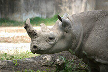 June 5, 2008. Brookfield, Illinois, USA.  A Rhinoceros (rhino) In The Brookfield Zoo.