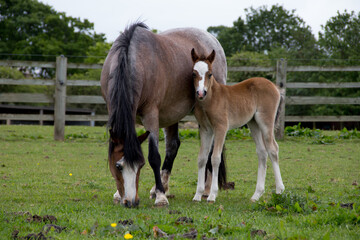 Wall Mural - Young foal stands by his mother as she grazes in paddock in rural Shropshire   