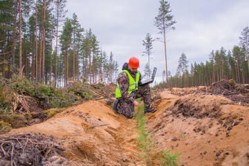 Wall Mural - Forest engineer observes the growth of pine seedlings. A forester with a computer works in the forest. The concept of reforestation on the planet. Forest worker in a helmet and vest.