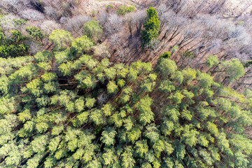 Wall Mural - Drone shot flying on the spring pine tree forest