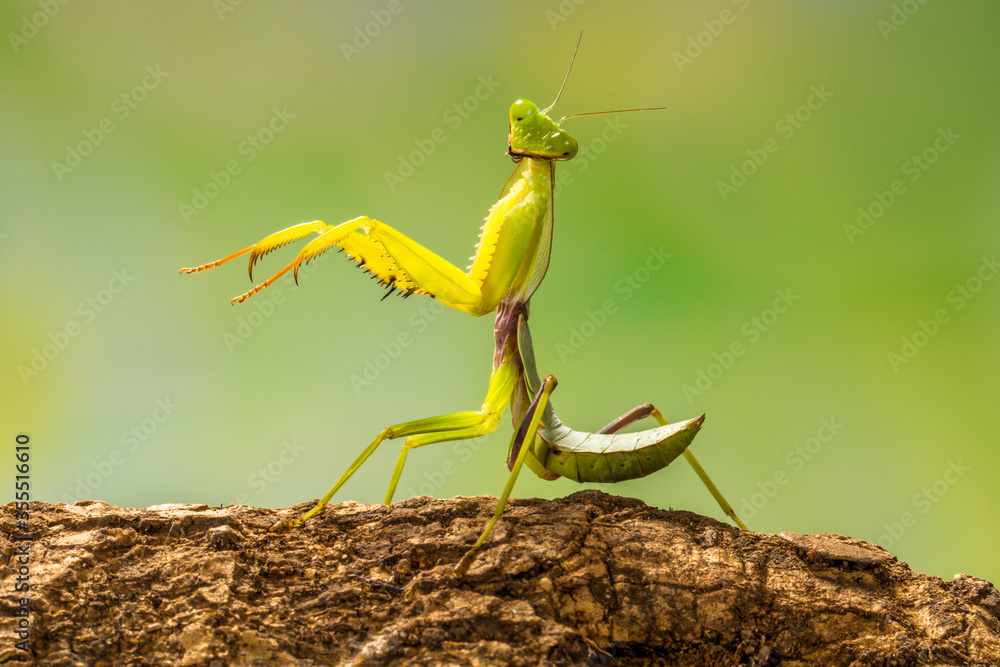 green praying mantis in branch - obrazy, fototapety, plakaty 