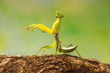 Green Praying Mantis In Branch