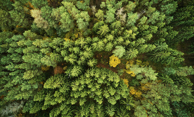 Wall Mural - Autumn yellow forest