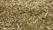 Closeup sectional view of fresh finely chopped maize plants and cracked maize kernels in a silage clamp on a dairy farm where it is stored and left to ferment to be used as cow feed in the winter