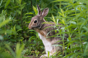 Wall Mural - eastern cottontail rabbit washing its face it looks like it is making some funny facial expression