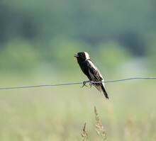 Bobolink Perched On Wire 