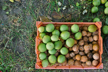 Picked and gathered black walnut from tree in a plastic container