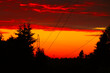 red sunset in the forest