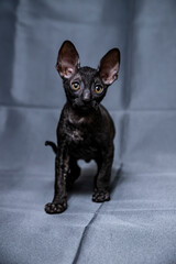 Wall Mural - Cornish Rex kitten on a grey background