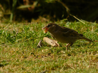 bird eating on grass