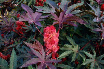 Ricinus communis, the castor bean or castor oil plant, fruit close up