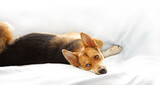 Fototapeta Psy - Lazy, cute mixbreed dog lying on white sofa
