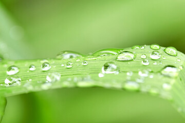  Raindrops on a leaf of grass, macro photo