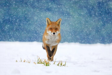 Wall Mural - Red fox (Vulpes vulpes) on winter forest meadow in snowfall. Orange fur coat animal hunting in snow. Fox in winter nature. Wildlife scene from Europe. Habitat Europe, Asia, North America.