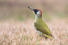 Green Woodpecker (Picus Viridis),female Of This Great Green Bird, With Gray Head And Red Back Of Head, Sitting In Grass And Looking For Some Ants For Meal, Scene From Wild Nature,Slovakia, Europe     
