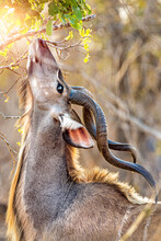 Kudu Eating From Tree In South Africa
