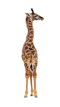 Baby Giraffe Calf Looking Side Extracted