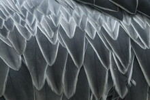 Closeup Of Plumage Feather Of Grey Shoebill (Balaeniceps Rex). Portrait Of Rare Bird With Big Beak. Habitat Uganda, Africa.