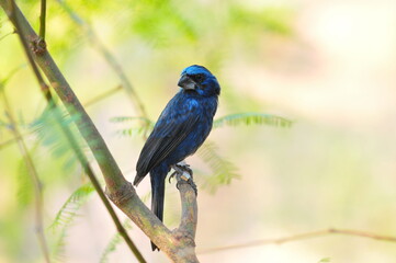 blue bird 