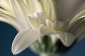 abstract white  flower petals background texture 