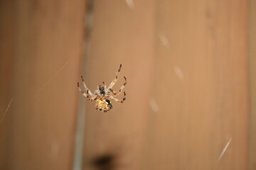 spider on web