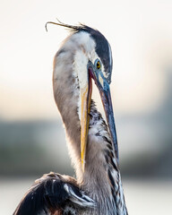 Wall Mural - Great blue heron preeing his feathers