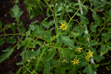 tomato flower