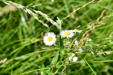 Poster - Wildflower