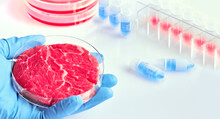 Clean Cell-based Meat. Hand In Glove Hold Meat Sample In Plastic Cell Culture Dish.  Panoramic Composition, Concept Shot In White, Blue, Red. Muscle And Connective Tissue Cultured From Animal Cells.