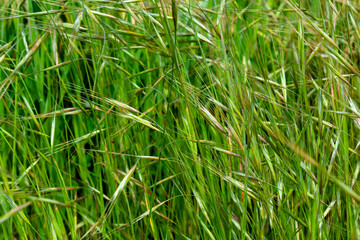 green grass background