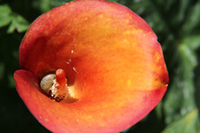 Snail In The Center Of A Peach Colored Calla Lily