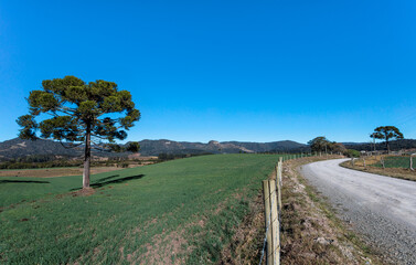 Wall Mural - Paisagem rural com campo e estrada de terra