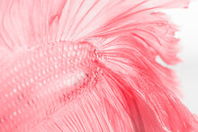 Texture Of Pink Tail Siamese Fighting Fish
