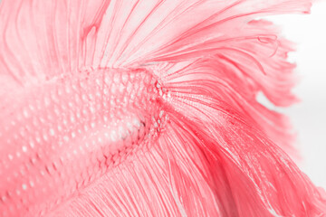 Texture of pink tail siamese fighting fish