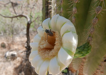 Close-up Of Saguaro Cactus Flower