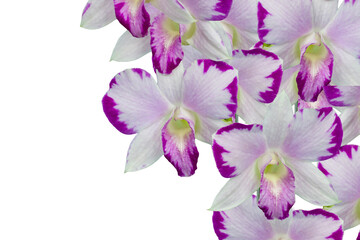 Beautiful orchid flower with natural background.