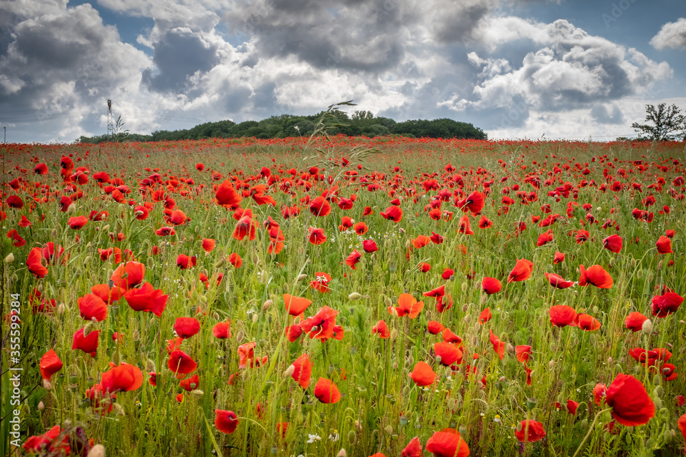 many red poppies stand on a field - obrazy, fototapety, plakaty 