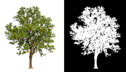Leinwandbilder - isolated tree on white background with clipping path
