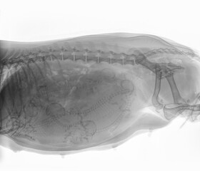 Wall Mural - X-ray of a pregnant Dachshund dog with 6 puppies in the uterus. On the right is the bitch's pelvis, on the left you see the stomach. Isolated on white