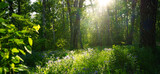 Fototapeta Las - Forest on a sunny summer evening. Green grass, trees and flowers in the sunset light. Forest glade in the sunlight. Light and shadow. Sun rays through the trees.